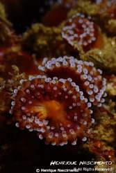 Corynactis viridis by Henrique Nascimento 